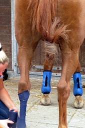 2. Yvonne Gruis- Braaf paard, je laat je rustig inpakken kopie