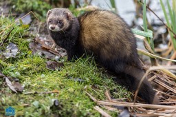 Anholt_Bunzing-4549