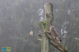 Anholt_Lynx-0642