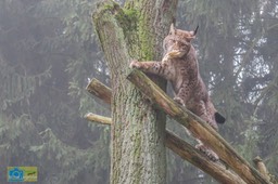 Anholt_Lynx-0651