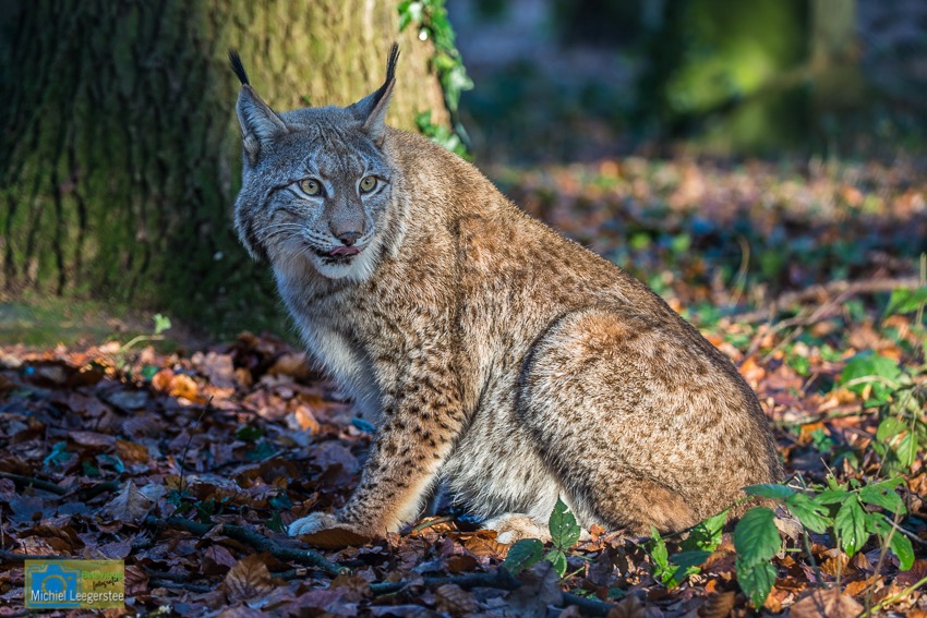 Anholt_Lynx-2018