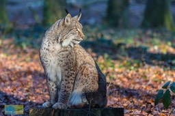 Anholt_Lynx-2026