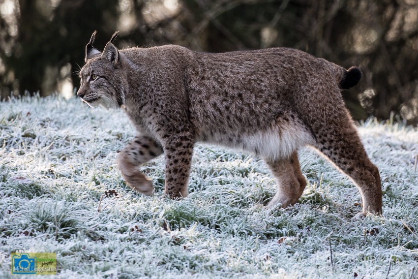 Anholt_Lynx-2133