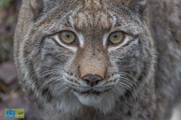 Anholt_Lynx-4834