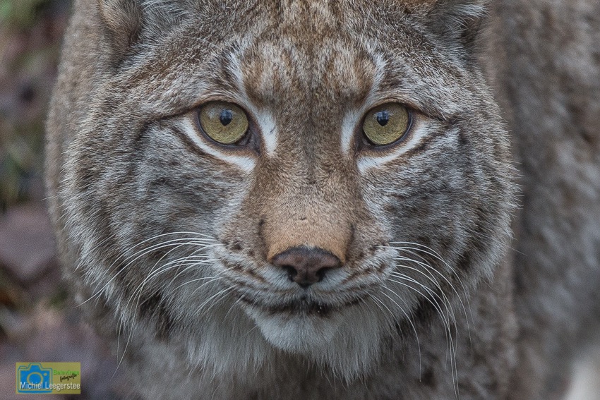 Anholt_Lynx-4834