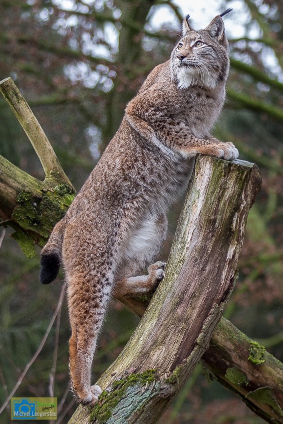 Anholt_Lynx-4848