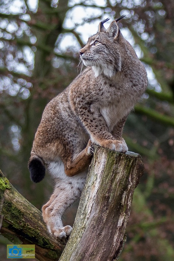 Anholt_Lynx-4849