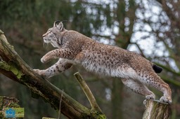 Anholt_Lynx-4851