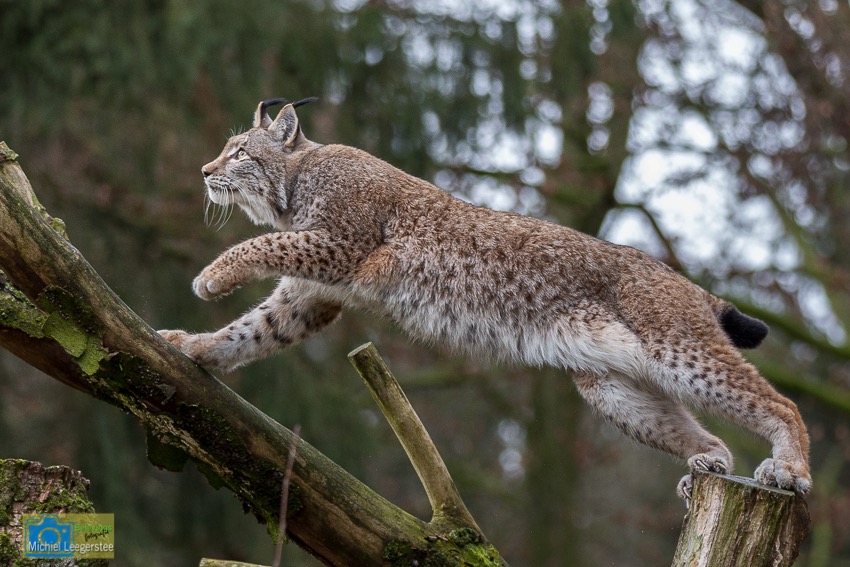 Anholt_Lynx-4851