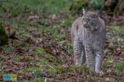 Anholt_Lynx-4862