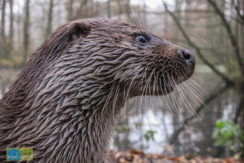 Anholt_otter-0721