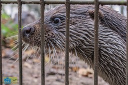 Anholt_otter-0727