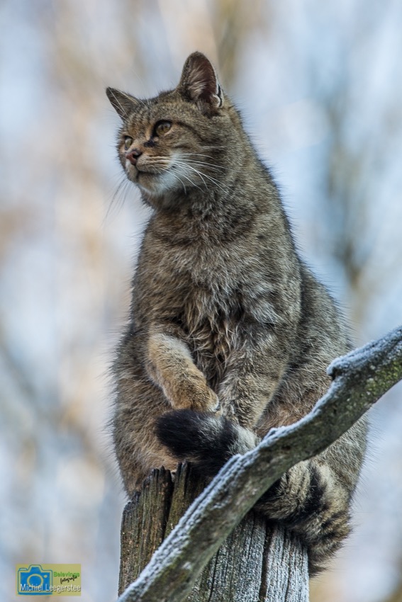 Anholt_WildeKat-2153