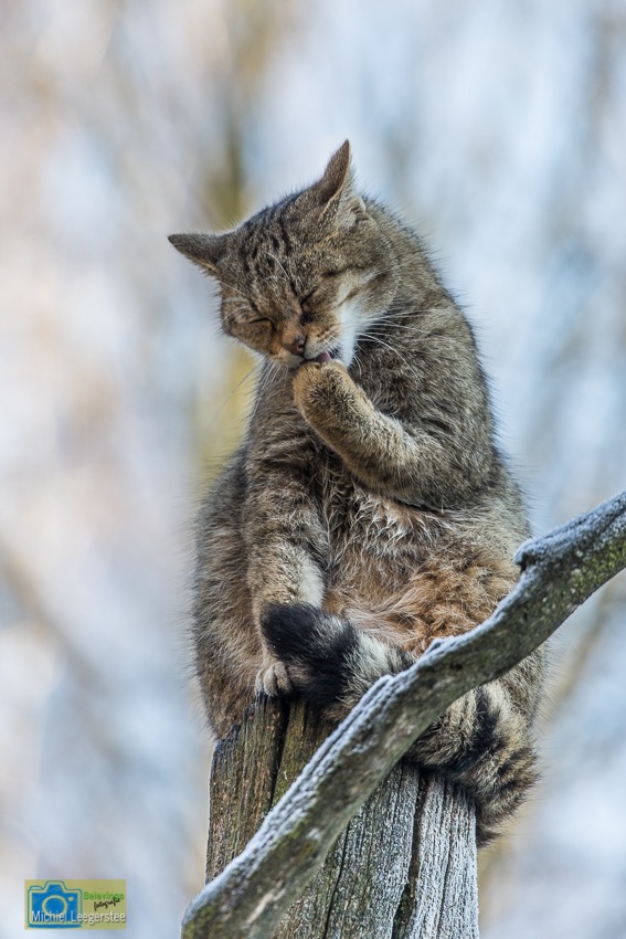 Anholt_WildeKat-2158