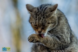Anholt_WildeKat-2168