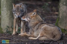 Anholt_Wolf-4656