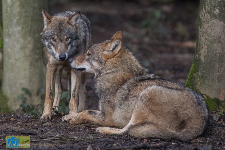 Anholt_Wolf-4656