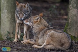 Anholt_Wolf-4657