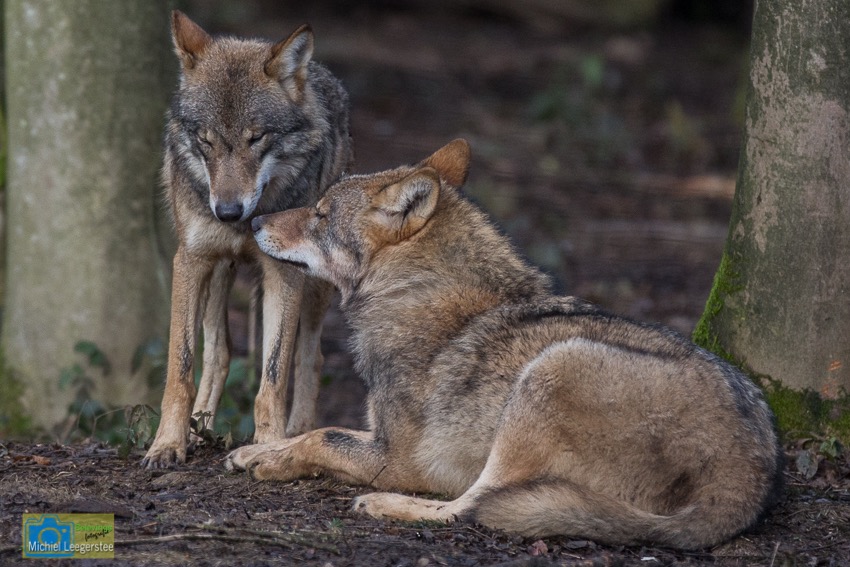 Anholt_Wolf-4657