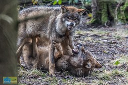 Anholt_Wolf-4673