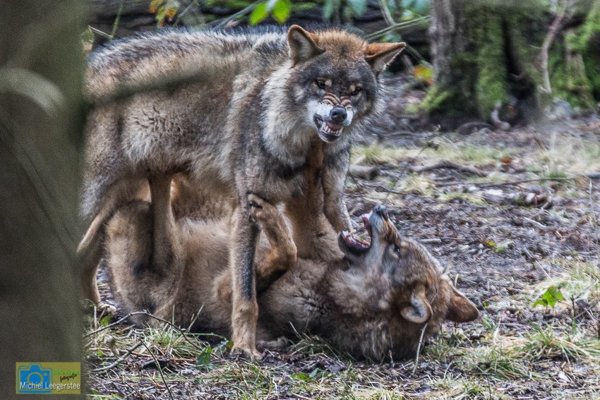 Anholt_Wolf-4673
