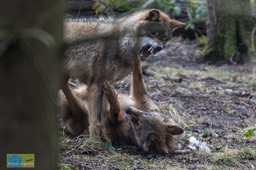 Anholt_Wolf-4675