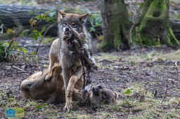 Anholt_Wolf-4677