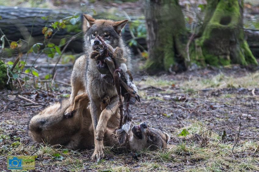 Anholt_Wolf-4677