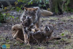 Anholt_Wolf-4678