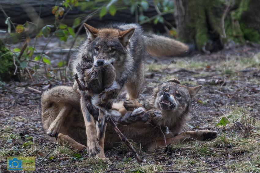 Anholt_Wolf-4678