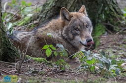 Anholt_Wolf-4712