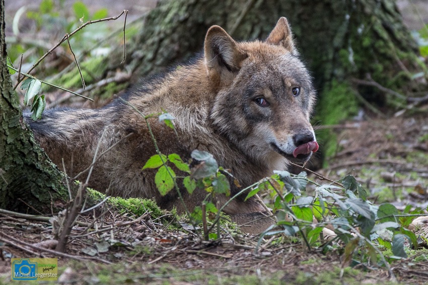 Anholt_Wolf-4712
