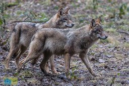 Anholt_Wolf-4720