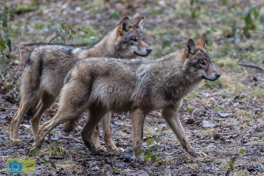 Anholt_Wolf-4720