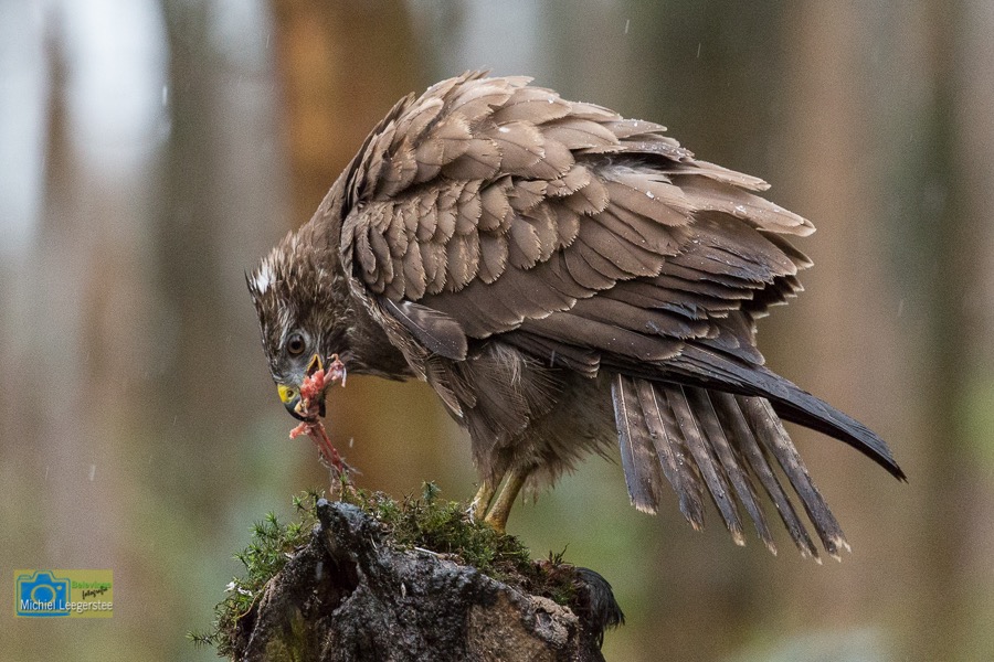 BF-buizerd-0990