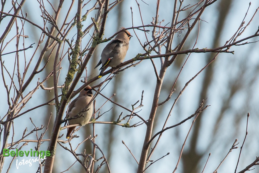 BF-PESTVOGELS-8084