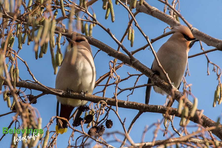 BF-PESTVOGELS-8105