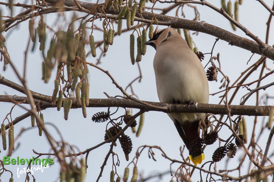 BF-PESTVOGELS-8130
