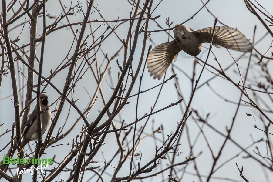 BF-PESTVOGELS-8145