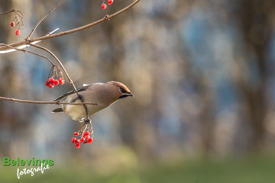 BF-PESTVOGELS-8151