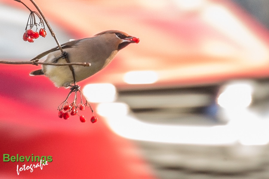 BF-PESTVOGELS-8158