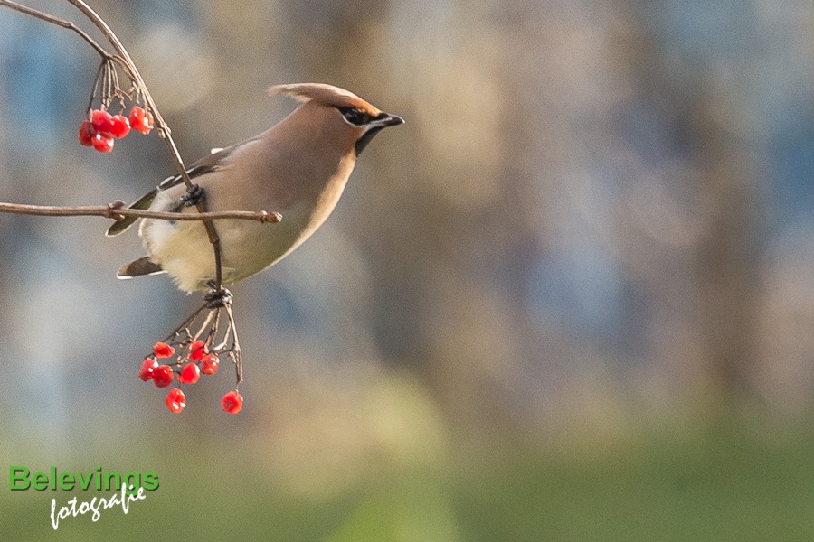 BF-PESTVOGELS-8160