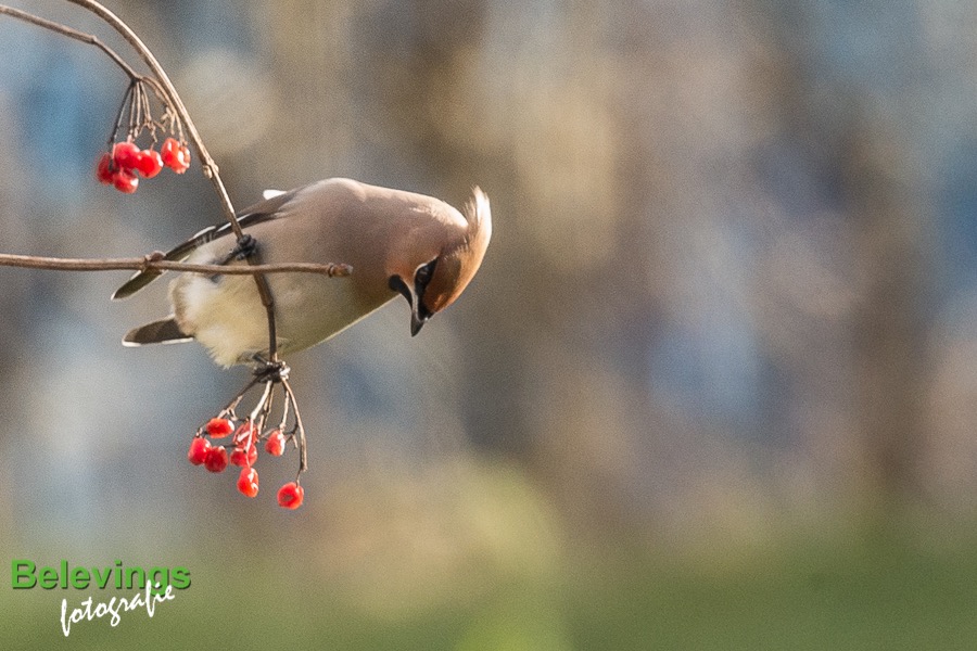 BF-PESTVOGELS-8161