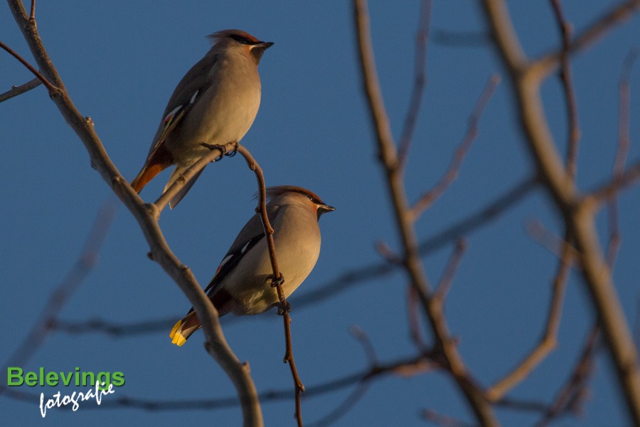 BF-PESTVOGELS-8537