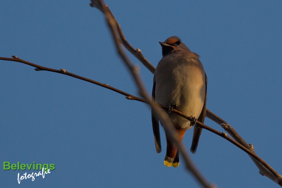 BF-PESTVOGELS-8541