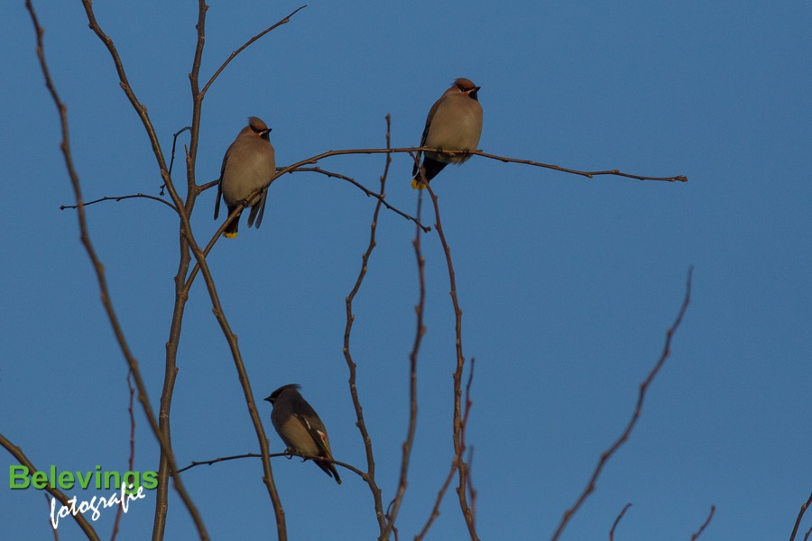 BF-PESTVOGELS-8549