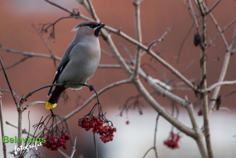 BF-PESTVOGELS-8561