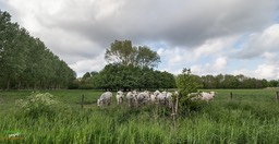 BF_ BEHANG-P5029969FZ5184 x 3888
