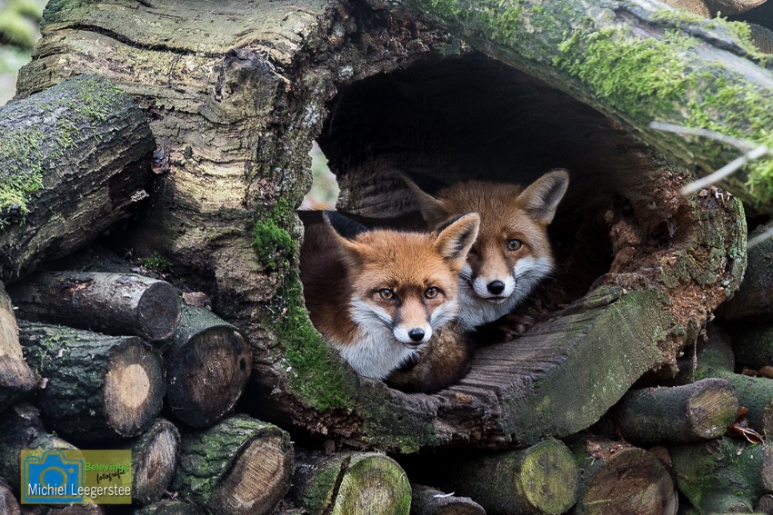 BF_Anholt_Foxes-5040