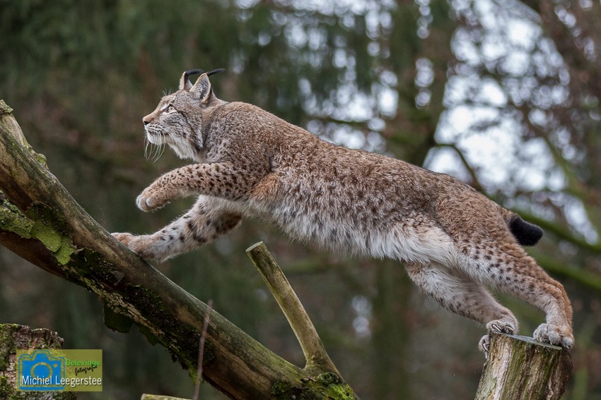 BF_Anholt_Lynx-4851